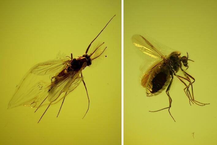 Two Fossil Flies (Diptera) In Baltic Amber - Jewelry Quality #128351